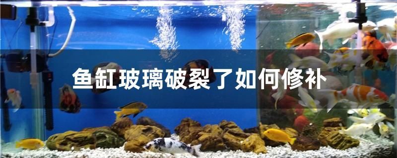 魚缸玻璃破裂了如何修補(bǔ) 熊貓異形魚L46 第1張