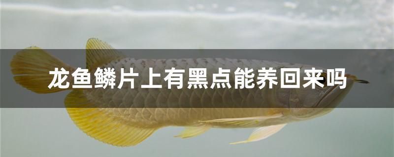 龍魚(yú)鱗片上有黑點(diǎn)能養(yǎng)回來(lái)嗎 廣州祥龍國(guó)際水族貿(mào)易 第1張