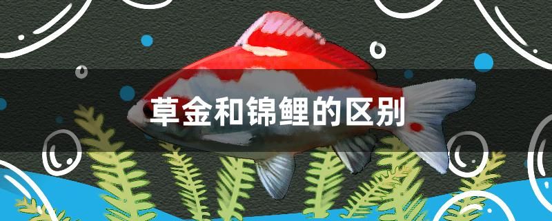 草金和錦鯉的區(qū)別 圣菲埃及魚 第1張