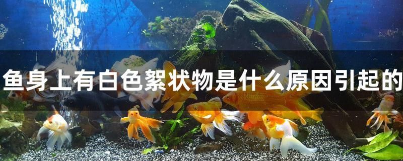 魚身上有白色絮狀物是什么原因引起的