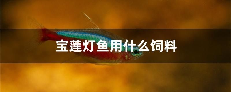 寶蓮燈魚(yú)用什么飼料