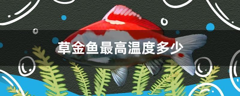 草金魚最高溫度多少 大日玉鯖魚 第1張