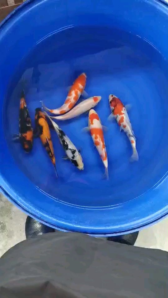 養(yǎng)魚可以不用氧氣泵嗎 魟魚百科 第2張