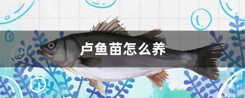 盧魚苗怎么養(yǎng) 狗狗（犬） 第1張