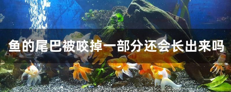 魚的尾巴被咬掉一部分還會(huì)長(zhǎng)出來嗎 黃鰭鯧魚 第1張