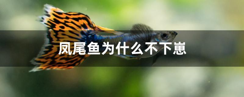 鳳尾魚為什么不下崽 殺菌消毒設(shè)備 第1張