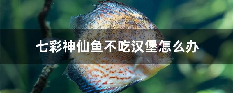 七彩神仙魚不吃漢堡怎么辦 印尼三紋虎 第1張