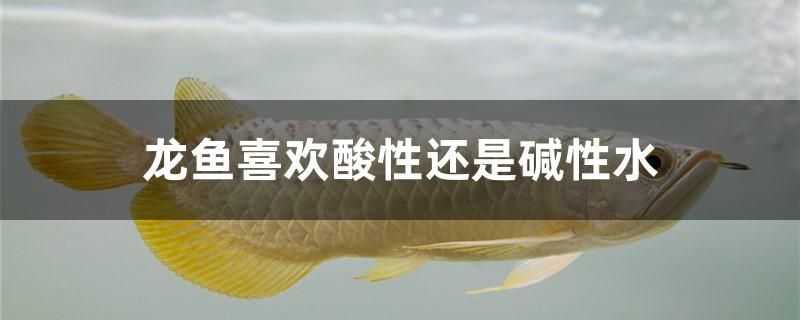 龍魚(yú)喜歡酸性還是堿性水 祥龍龍魚(yú)魚(yú)糧 第1張