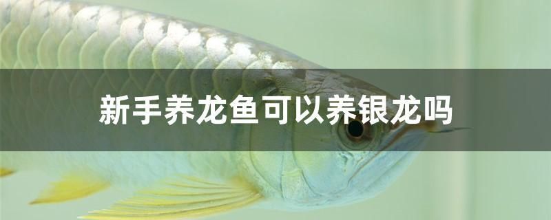 新手養(yǎng)龍魚可以養(yǎng)銀龍嗎 野彩魚 第1張