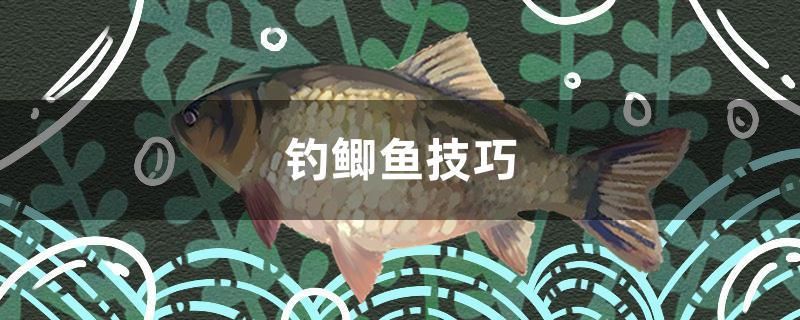 釣鯽魚技巧