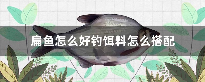 扁魚怎么好釣餌料怎么搭配 黃金招財(cái)貓魚 第1張