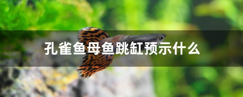 孔雀魚母魚跳缸預(yù)示什么