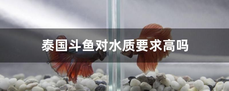 泰國(guó)斗魚(yú)對(duì)水質(zhì)要求高嗎 帝王迷宮 第1張