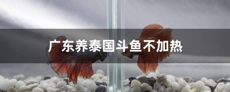 廣東養(yǎng)泰國(guó)斗魚不加熱