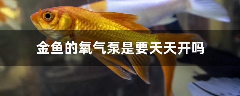 金魚的氧氣泵是要天天開嗎 白條過背金龍魚 第1張