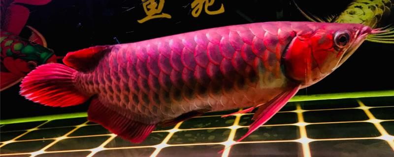 紅龍魚(yú)掉鱗片了怎么辦 白子球鯊魚(yú) 第2張