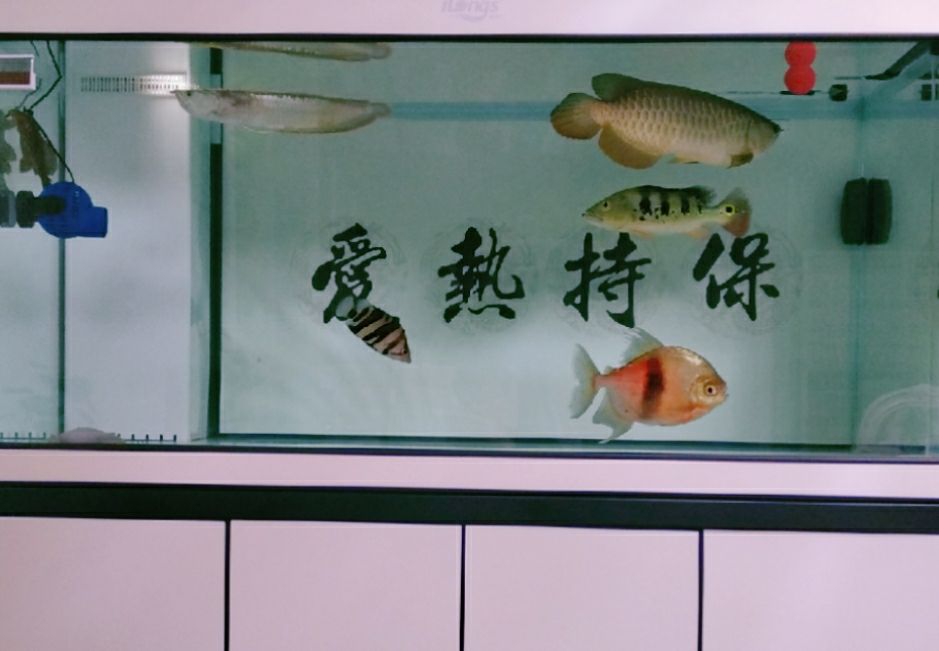 打卡:戒煙養(yǎng)魚(yú)。出新版了而我沒(méi)提示升級(jí) 觀賞魚(yú)論壇 第1張