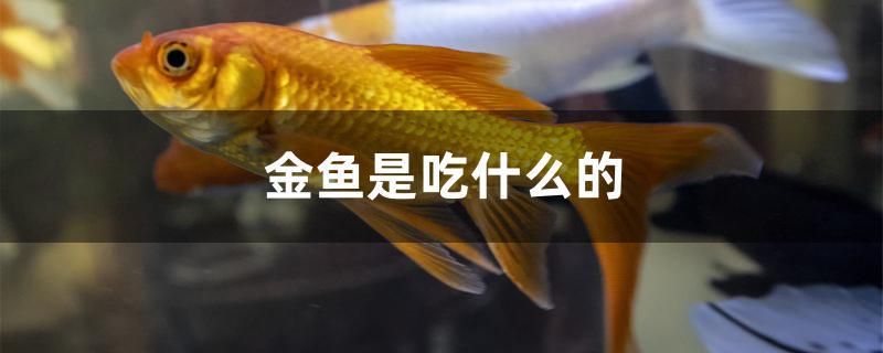 金魚是吃什么的 黃金斑馬魚 第1張