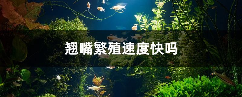 翹嘴繁殖速度快嗎