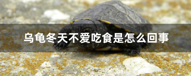 烏龜冬天不愛吃食是怎么回事 蝴蝶鯉魚苗 第1張