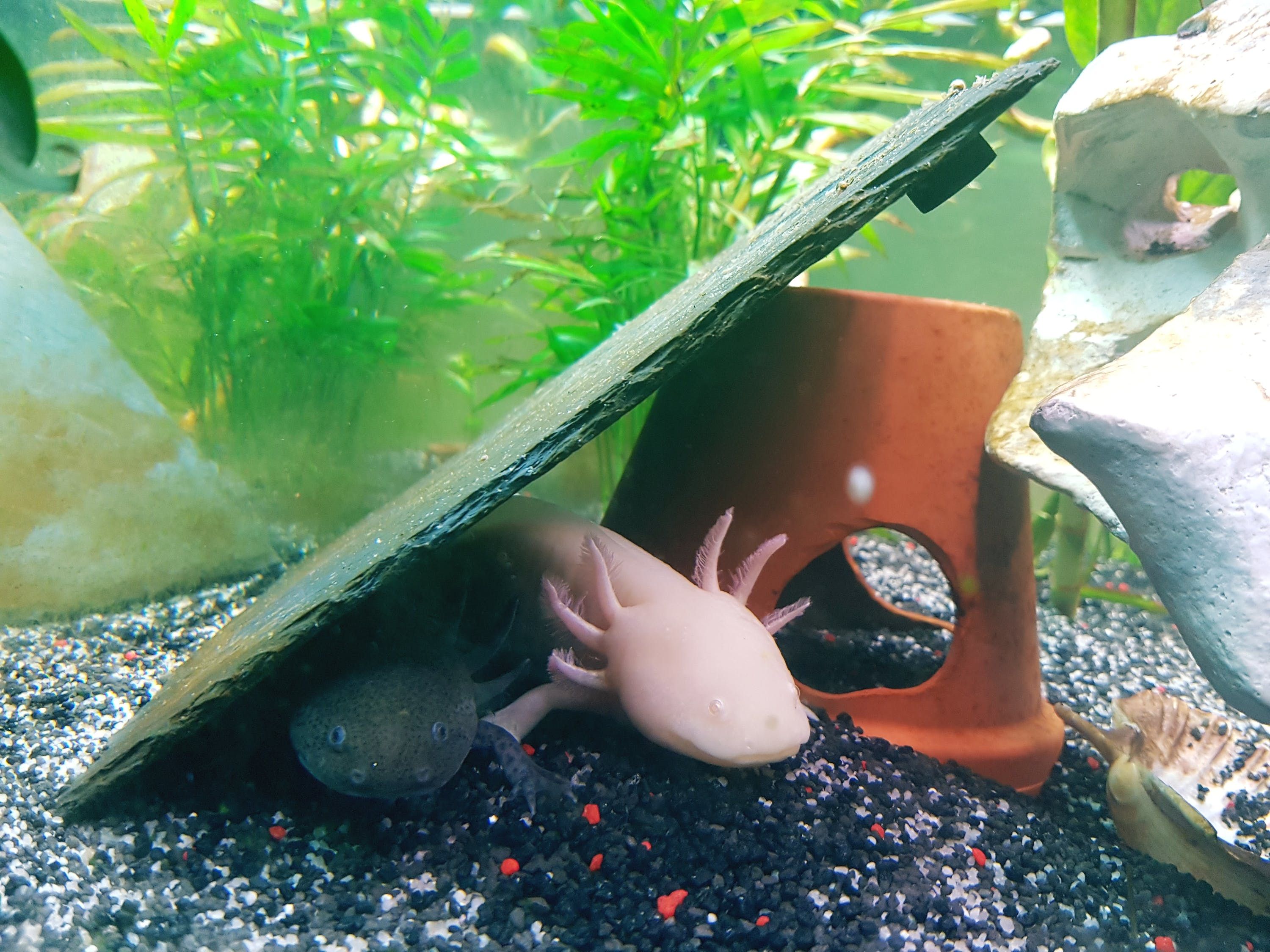 恐龍魚吃多少飼料會死（六角恐龍魚可以吃飼料的嗎） 狗狗（犬） 第1張