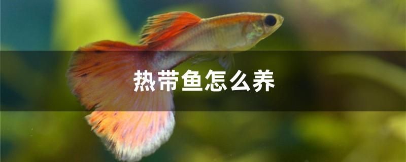 熱帶魚怎么養(yǎng)