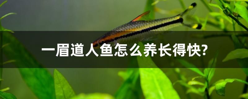 一眉道人魚怎么養(yǎng)長得快？ 元寶鯽 第1張