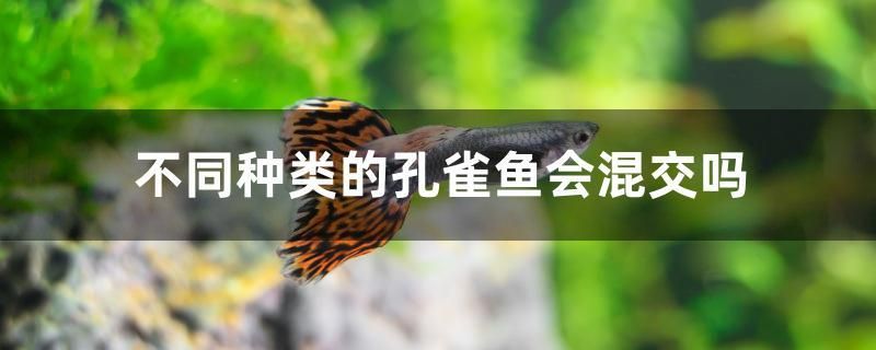 不同種類的孔雀魚會(huì)混交嗎