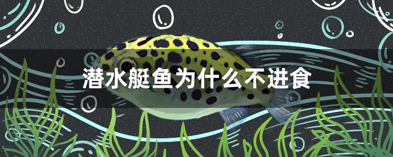 潛水艇魚為什么不進(jìn)食 杰西卡恐龍魚 第1張