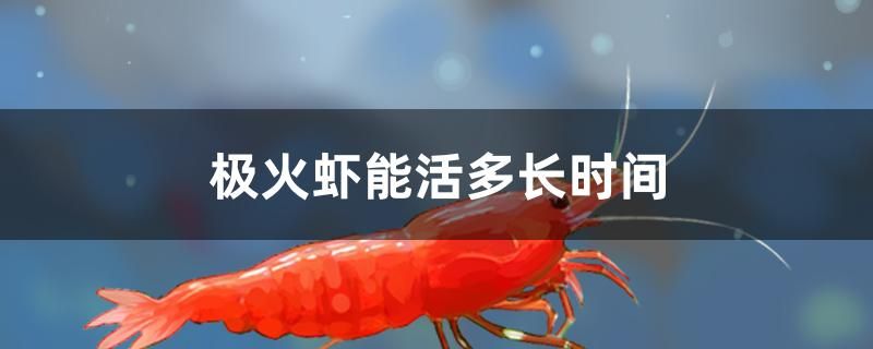 極火蝦能活多長時間 三色錦鯉魚 第1張