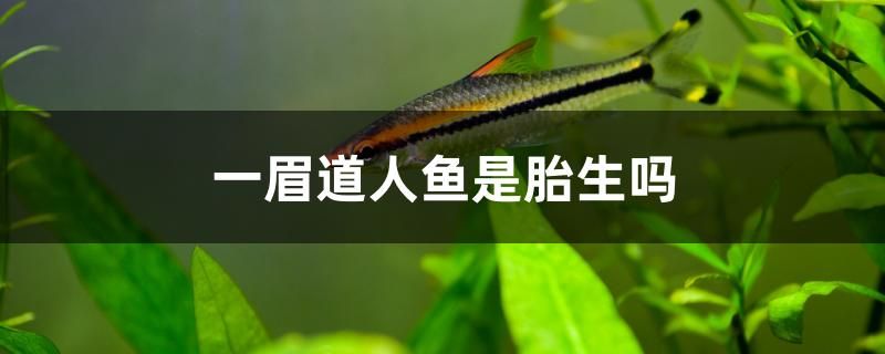 一眉道人魚是胎生嗎