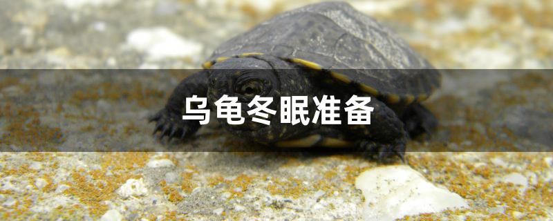 烏龜冬眠準備什么 網(wǎng)上購買觀賞魚 第1張