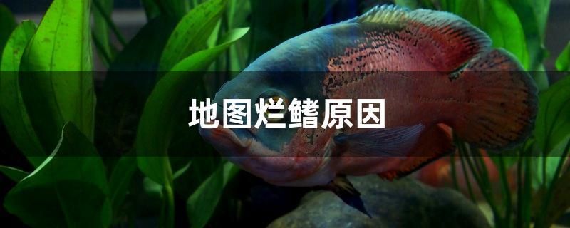 地圖爛鰭原因 水族周邊 第1張