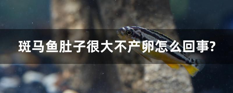 斑馬魚肚子很大不產(chǎn)卵怎么回事？