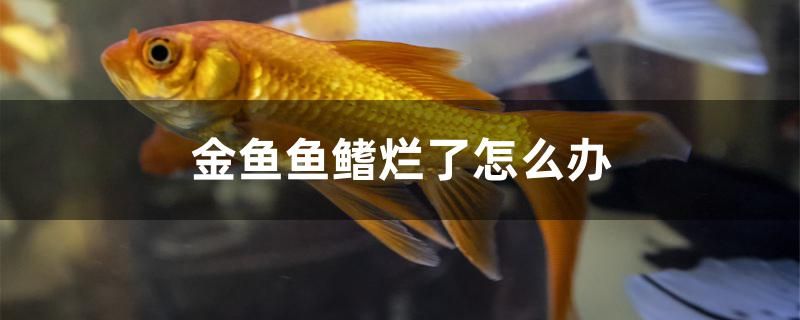 金魚魚鰭爛了怎么辦 馬拉莫寶石魚苗 第1張