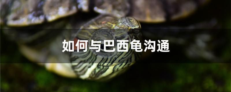 如何與巴西龜溝通 黑白雙星魚 第1張