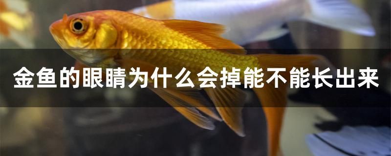 金魚的眼睛為什么會(huì)掉能不能長出來 祥龍魚場 第1張