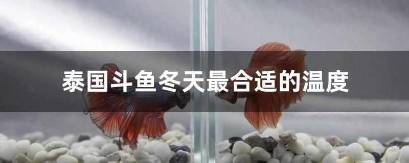 泰國(guó)斗魚冬天最合適的溫度 馬來(lái)西亞咖啡 第1張