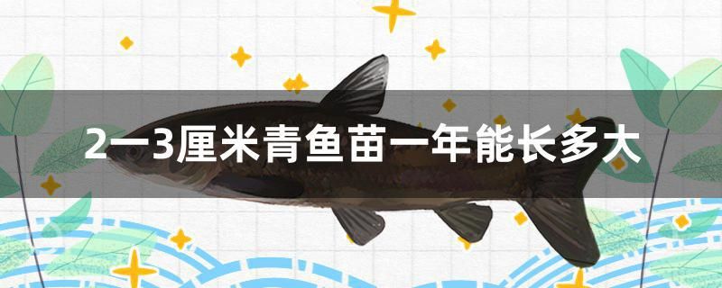 2一3厘米青魚苗一年能長多大 印尼虎苗 第1張