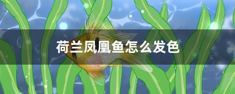 荷蘭鳳凰魚怎么發(fā)色 九鼎魚缸 第1張