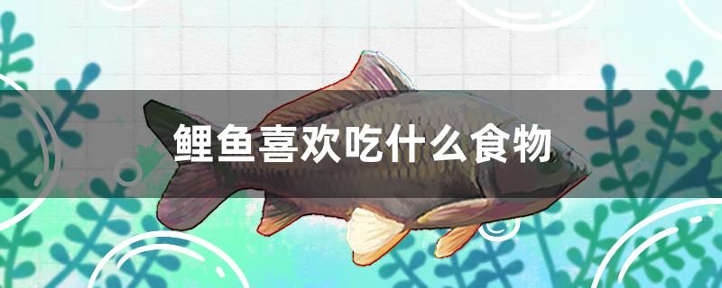 鯉魚喜歡吃什么食物 黃寬帶蝴蝶魚 第1張