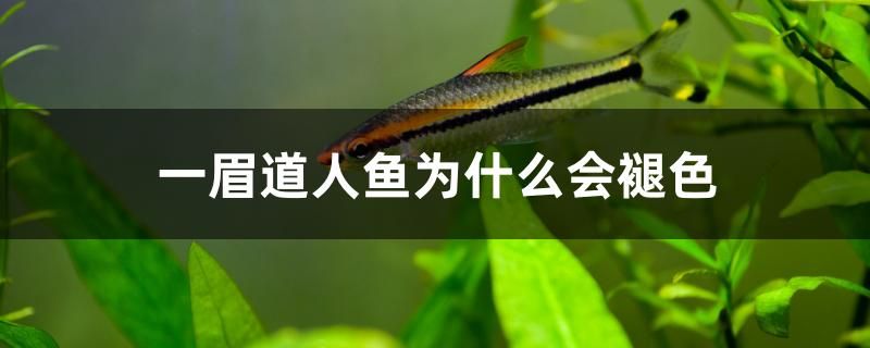 一眉道人魚(yú)為什么會(huì)褪色 龍鳳鯉魚(yú) 第1張