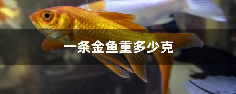 一條金魚重多少克 泰國雪鯽魚 第1張