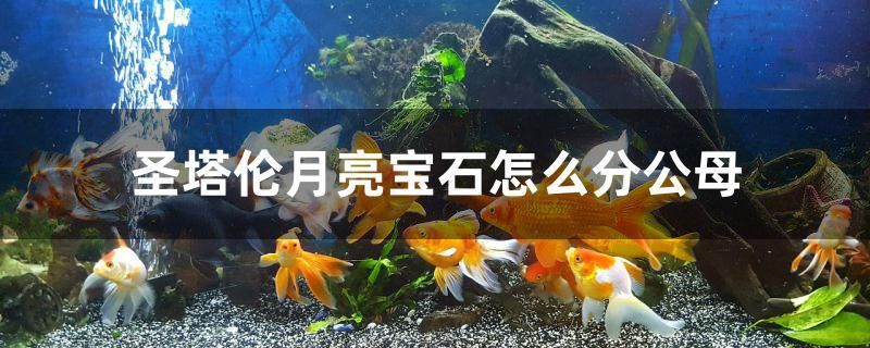 圣塔倫月亮寶石怎么分公母 檸檬鯽 第1張