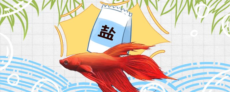 馬尾斗魚為什么加鹽加多少鹽合適 速倍妥魚糧魚藥 第1張