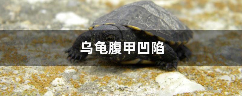 烏龜腹甲凹陷是怎么回事 胭脂孔雀龍魚(yú) 第1張