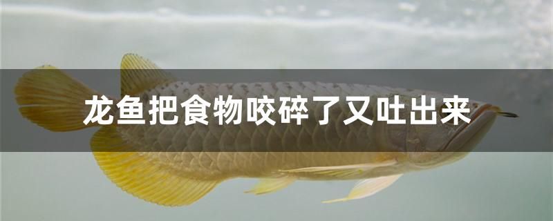 龍魚(yú)把食物咬碎了又吐出來(lái)怎么辦 大湖紅龍魚(yú) 第1張