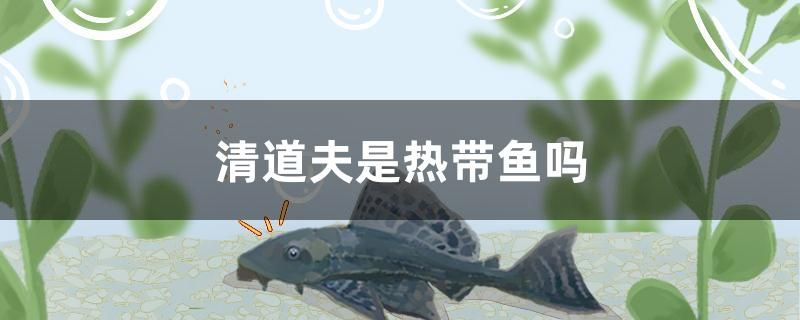 清道夫是熱帶魚(yú)嗎