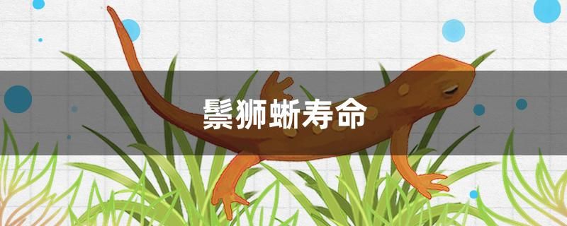 鬃獅蜥壽命 一眉道人魚苗 第1張