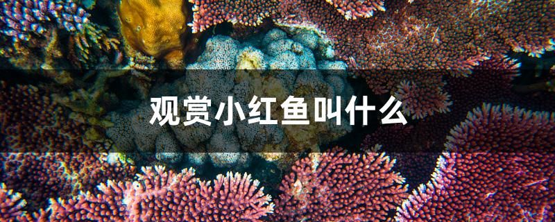 觀賞小紅魚叫什么 羽毛刀魚苗 第1張